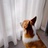 YMLAU-