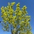 YNASH12345