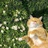 猫猫