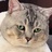 猫咪233