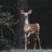 林深见鹿🦌