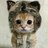 猫里
