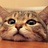 织田猫