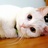 猫咪不哭