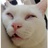 某小猫