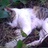 那只猫