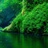 forest.lin