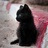 小懒猫