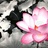 心是莲花开