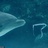 大海_羊