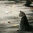 贝克特的猫