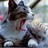 奋斗甜小猫