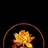 娑洛之果