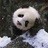 天天向上leehom