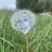 回音草坪
