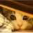梁木木