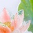 明月清风我