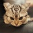 if：cat=风