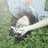一个Liz