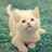 可可猫