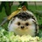 の棉花糖~°