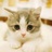 可爱いちび熊