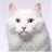 核电老猫
