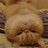 lola