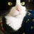 爪子猫