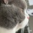 蓝猫园长