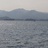 流苏树