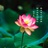 蒲公英放牛娃娃