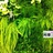 北京植物墙