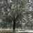 Lancy