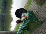 鹿鸣