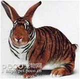 拉维尔斯坦