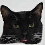 猫咪和好天qi
