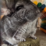Zz z