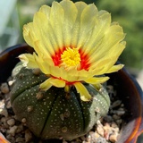 末摘花