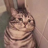 大萤火虫