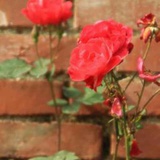 野蔷薇看不见花