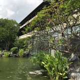 柠檬桉1008