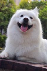 月若翎