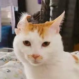 甜狗
