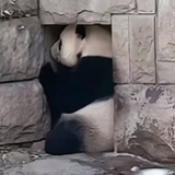 Mandy袁小咕
