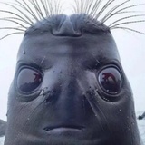 Joe