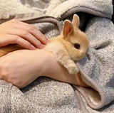 补v出现分析合