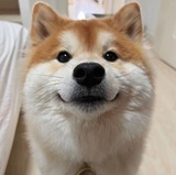 大脸猫大脸猫爱吃鱼