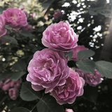 书生在山头抚琴