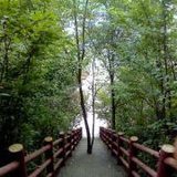 树脂的树枝树汁